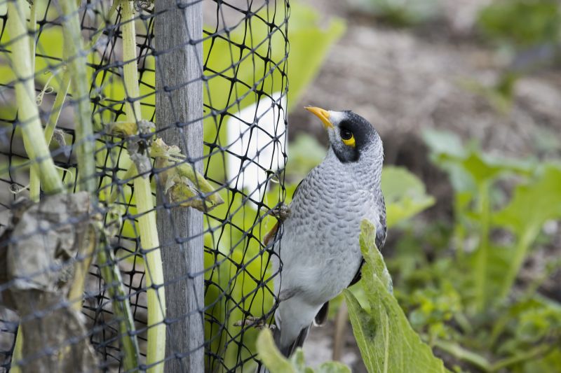 bird netting installation