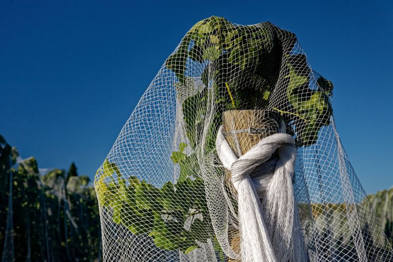 Bird Netting Installation